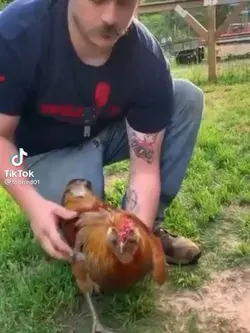 How to hypnotize any rooster 🐓🐓🐓