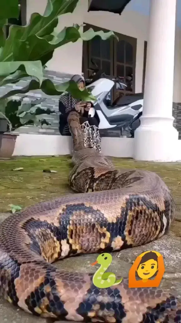 🐍🙆