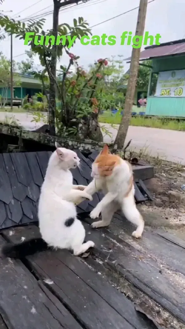 Funny cats fight