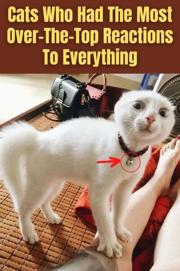 Cats Who Had The Most Over-The-Top Reactions To Everything