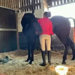 Does your horse enjoys scratches?😍