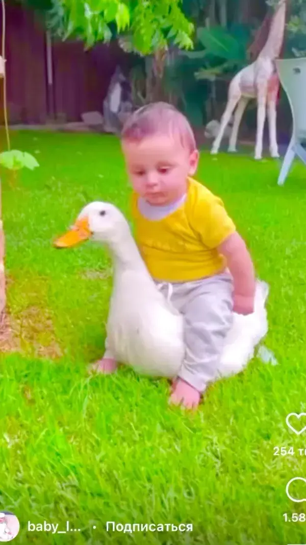 Baby and goose