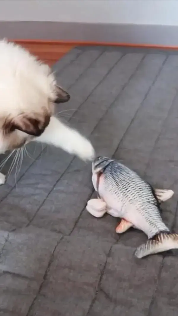 Cute Funny Cats Playing Fish Toy!