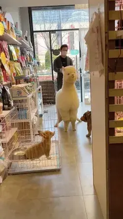 alpaca & dog