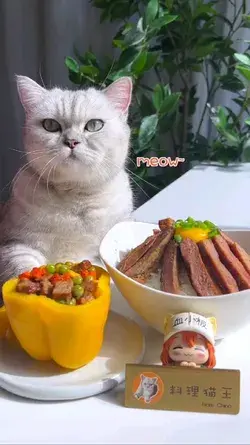 Cat chef