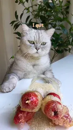 Funny Cat Cooking