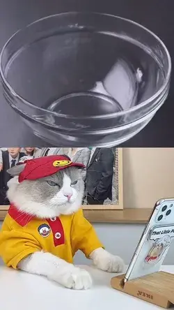 "Funny Cat Video!"