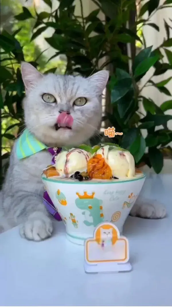 Cute cat making milk tea ice cream