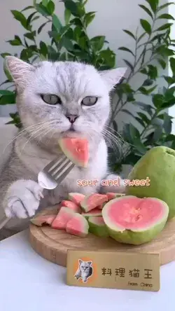 Funny Cat's Recipes 😄😄😄😄😄😄😄😄😄😄