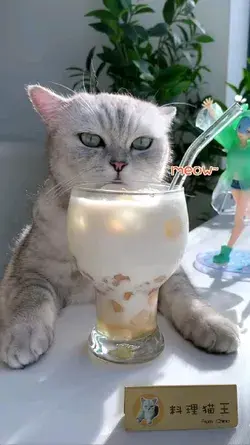 Cute Cat Chef