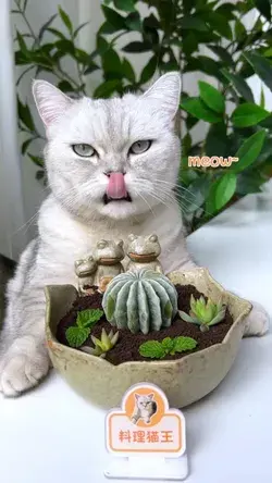 My Cat loves gardening #cat #funny #memes #catlover #love #photography #videos