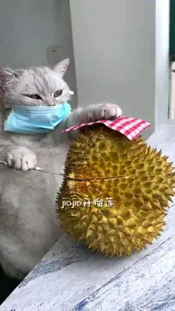 Cooking time of cat