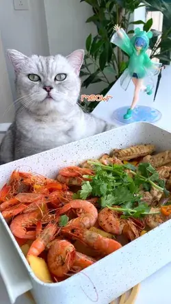 The cat's cooking is really great