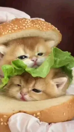 cute cats