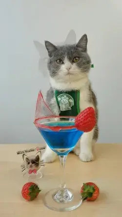 Cat Life Hack: When Cocktail Meets Sugar