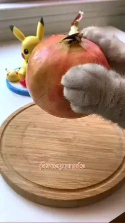 cat chef