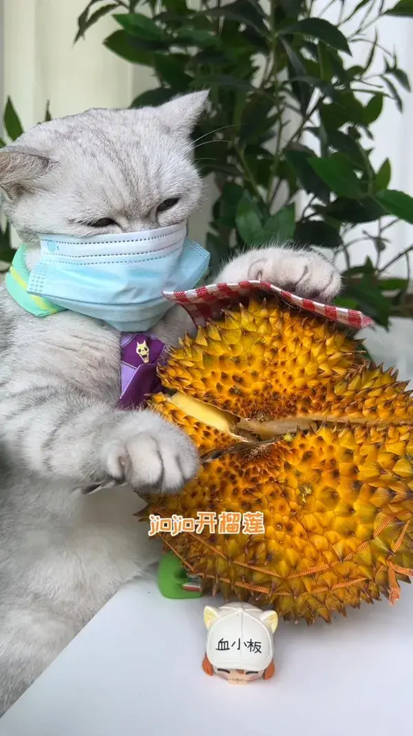 Cat making tasty recipes with pineapples