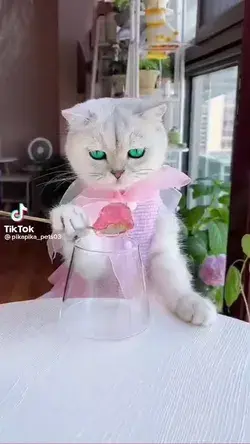 So cute cat making food amazing.