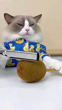 Cooking Cat With amazing reaction.. follows us