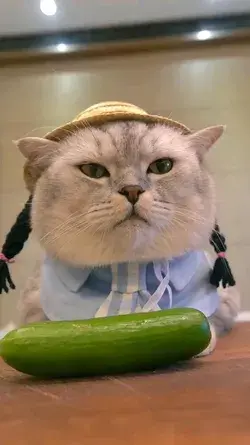 Cute Cat funny video 😀😀