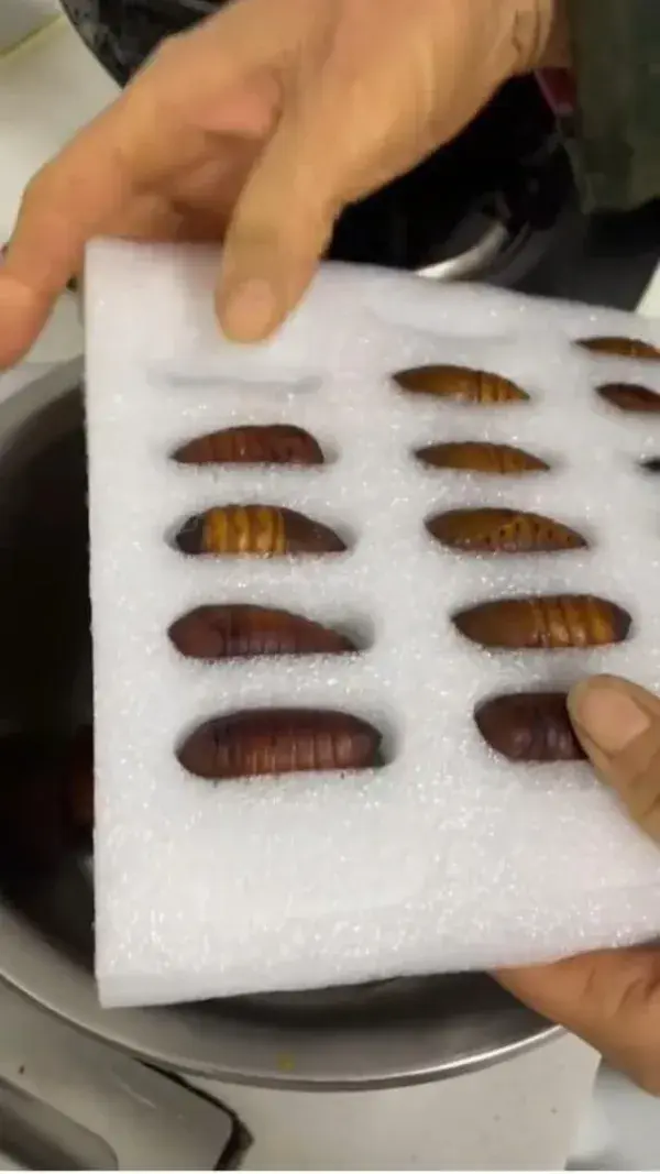 Strange foods🐛🐛🐛Would You Try?|tiktok~@lovedeliciousfood_tina