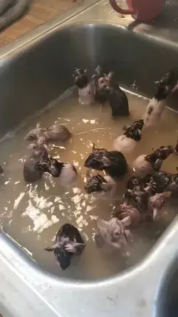 Mice taking a bath...