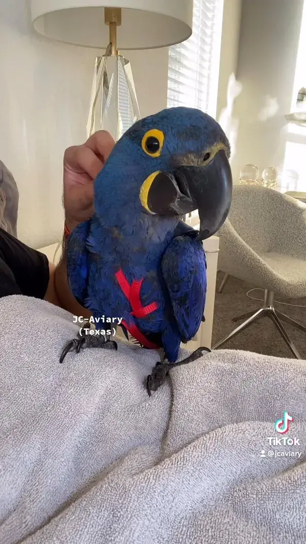 Baby Hyacinth macaw