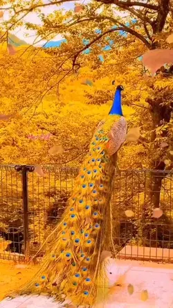 peacock feathers