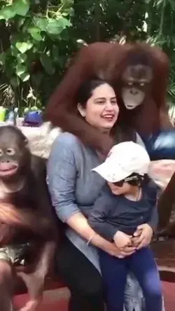 Chimpanzee Chill in Zoo Visitors 😆💋😂