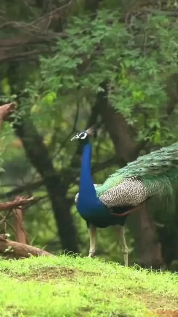 Beautiful peacock