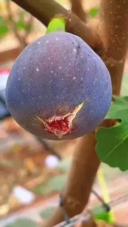 Here Are 20 Of The World's Most Rare And Exotic Fruits