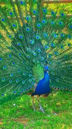 Peacock is spreading its wings worldwide.