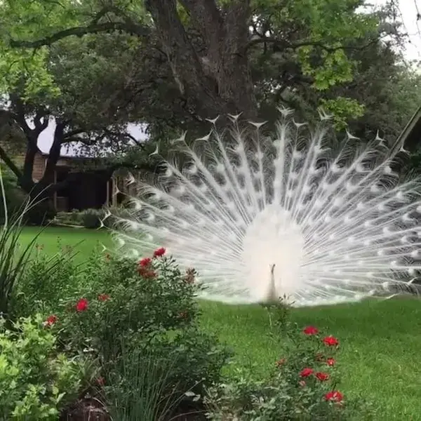 White Peacock Dance