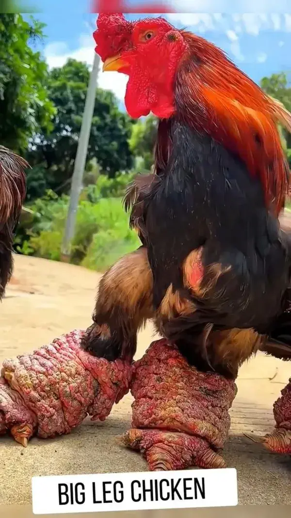 Weird looking chickens