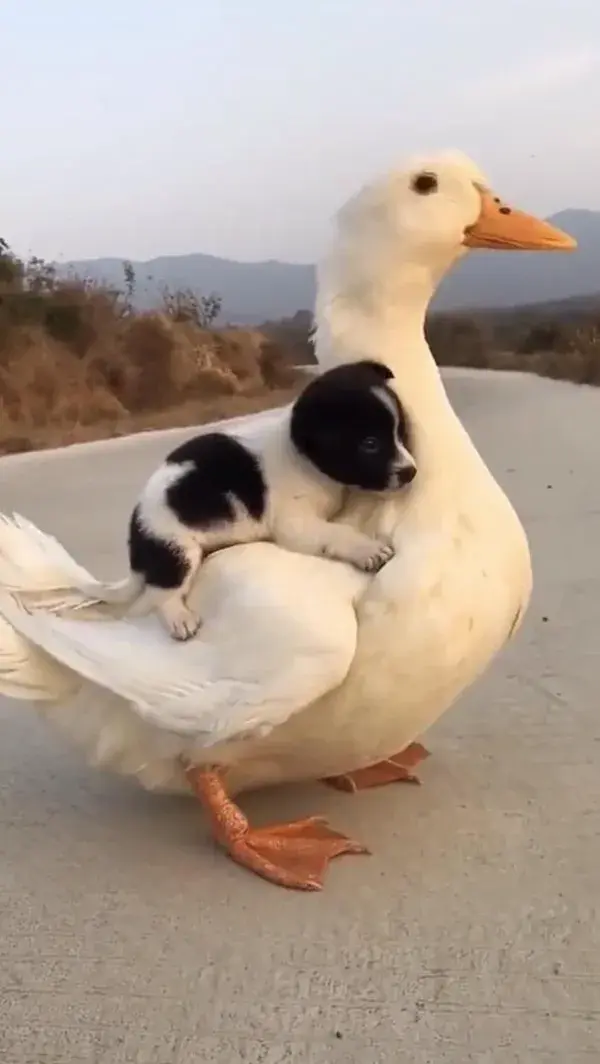 The cutest Piggy back