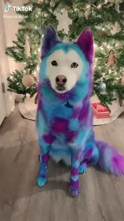 Color dogs 🥰