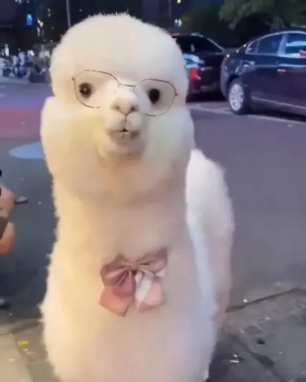 professor of alpaca