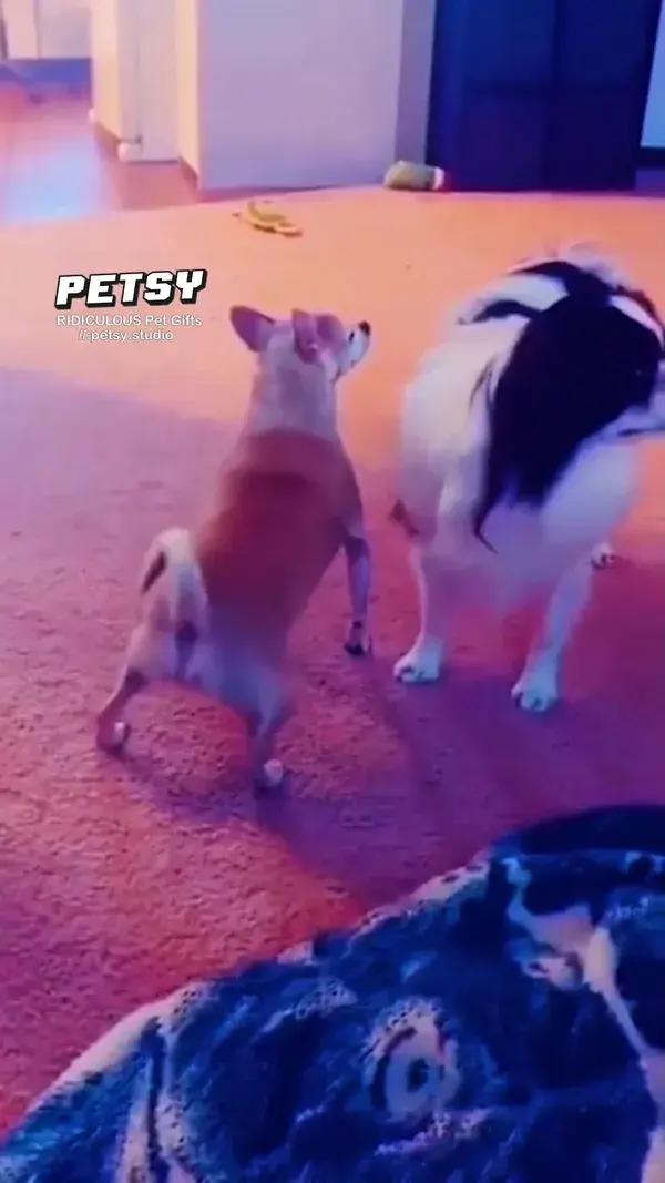 Start your day with these hilarious moments! 😊😊😊 #pets #dogs #cats #puppy #kitten #fyp  #cute