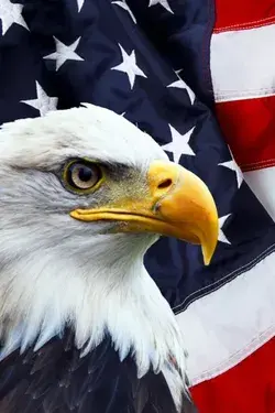 Jaw-Dropping Pictures of Bald Eagles: Watch Our Video Also - bird tattoo animal wallpaper aesthetic