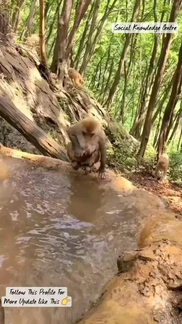 Mother Monkey Bathing Her Child 😍