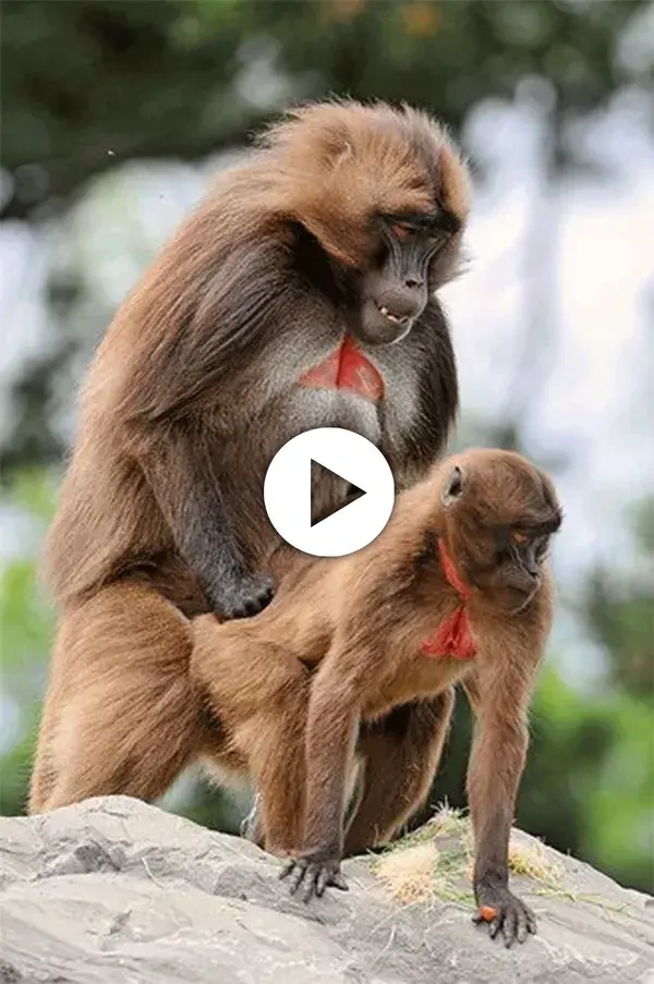 Understanding Estrus in Female Monkeys