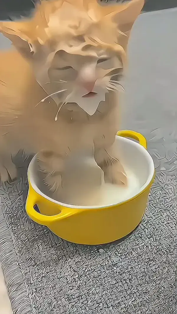 Cute cat