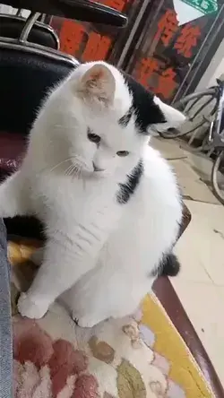 kung Fu Cat 😼😽😾