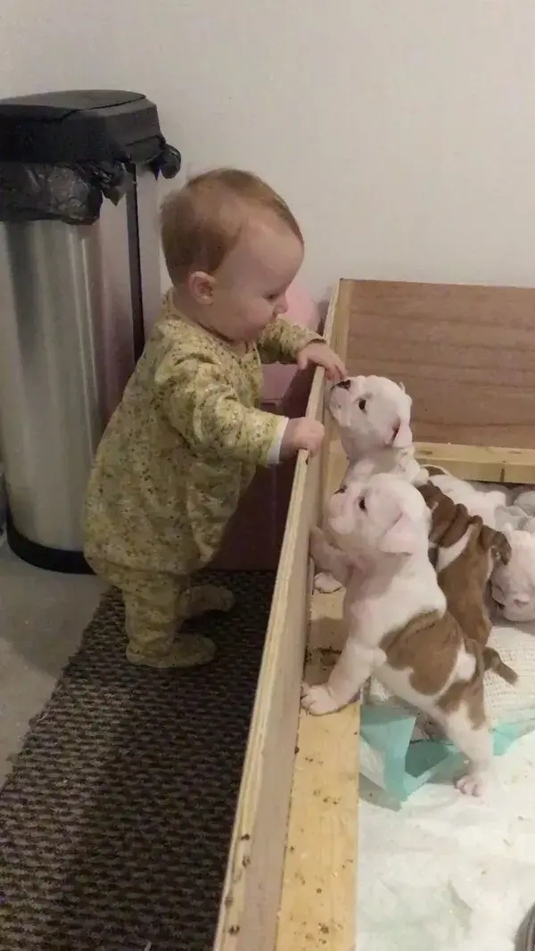 English Bulldog Puppies with the baby!
