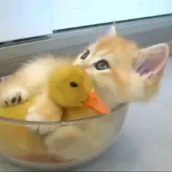 cute duck & cat
