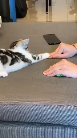 Cute Kitten Playing😍😍