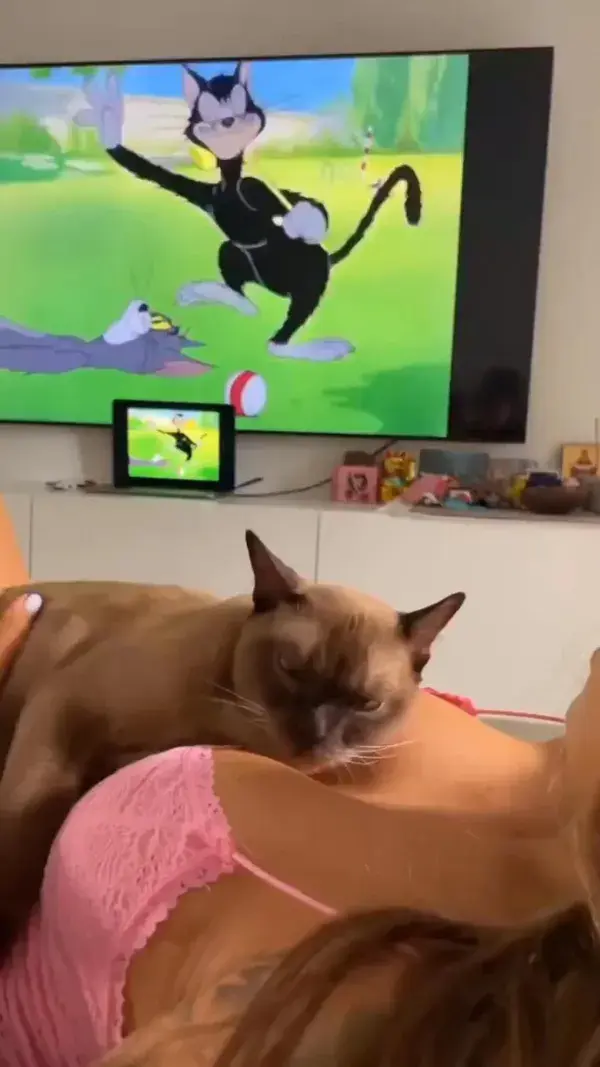 The luckiest cat