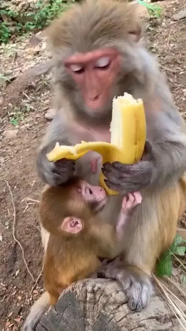 Monkey 🐒 eating banana 🍌 😍