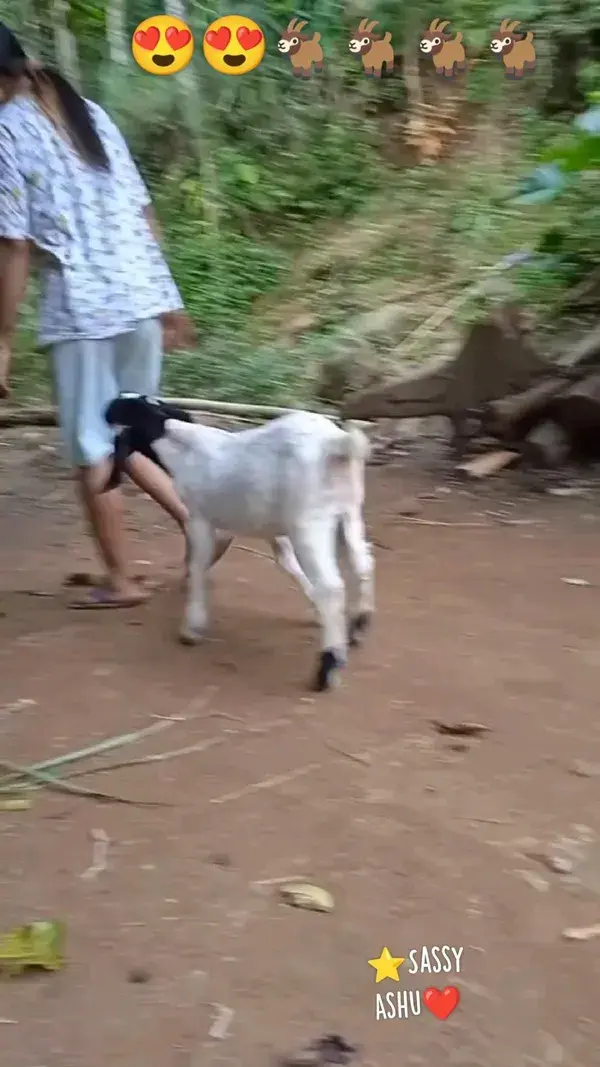 ⭐Sassy Ashu❤️ 🐐🐐🐐🐐 😍😍