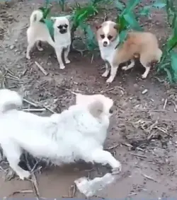 Liar among puppies!